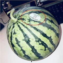 潍坊网红吃瓜,揭秘幕后故事与热门话题